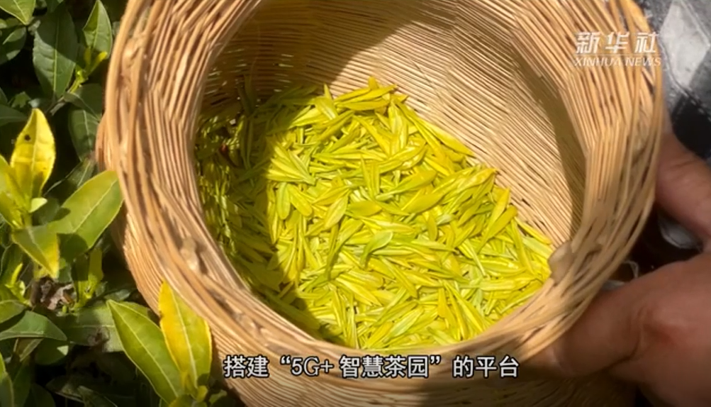 智慧茶园:茶香再添“科技味”