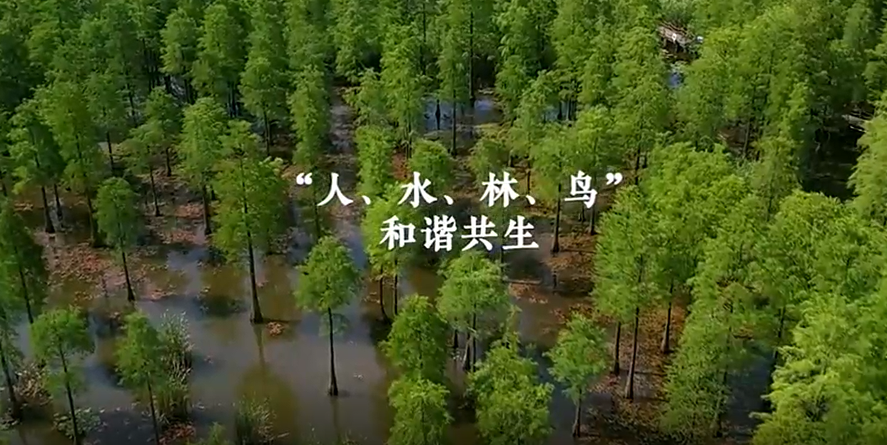 湿地护鸟人许治平：守护“人、水、林、鸟”和谐共生